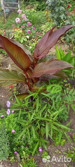 Цветы канны