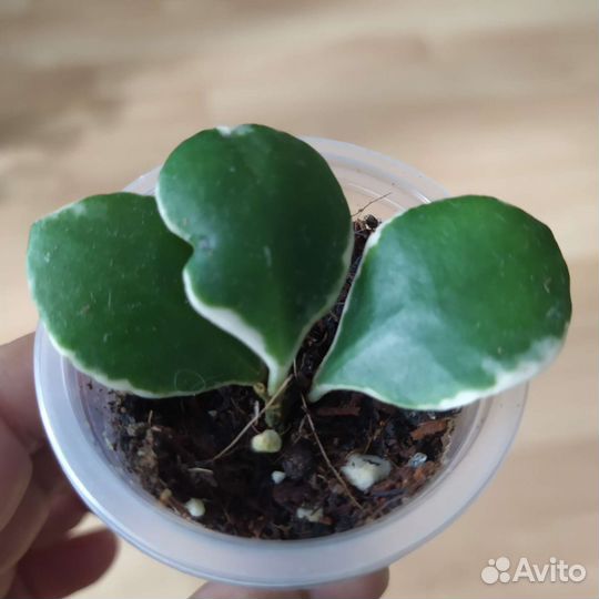 Хойи сортовые