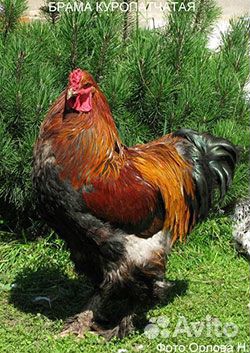 Куры несушки и Петухи