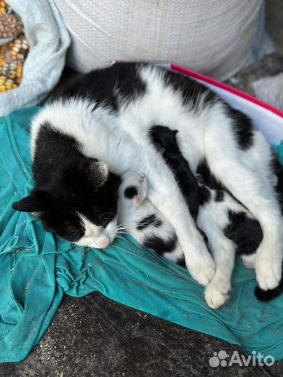 Котята в добрые руки