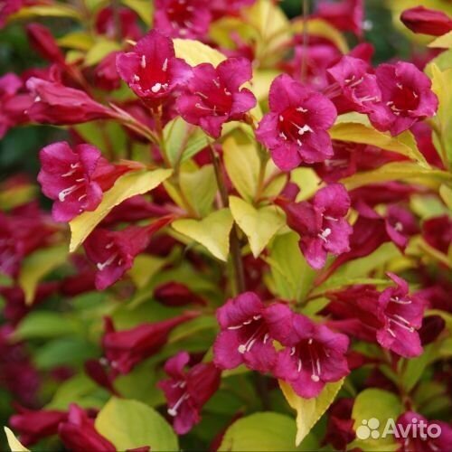 Вейгела Голд Джинс