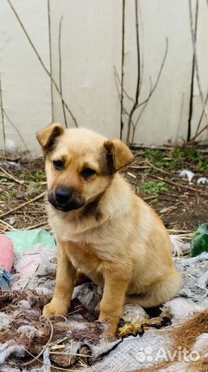 Щенята в добрые ручки
