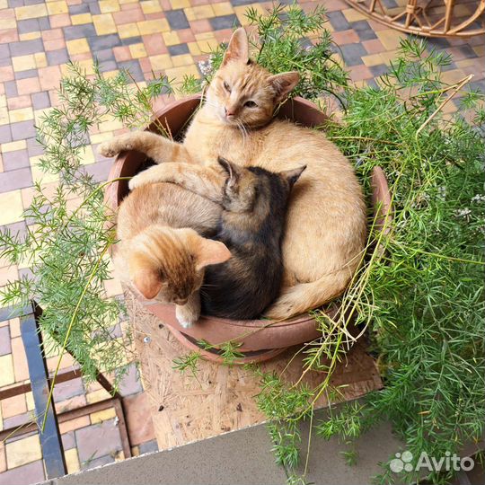 Котята в добрые руки бесплатно