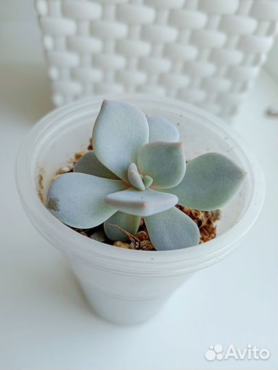Суккуленты Жемчужина Нюрнберга