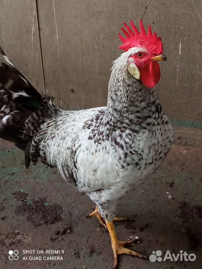Куры петухи