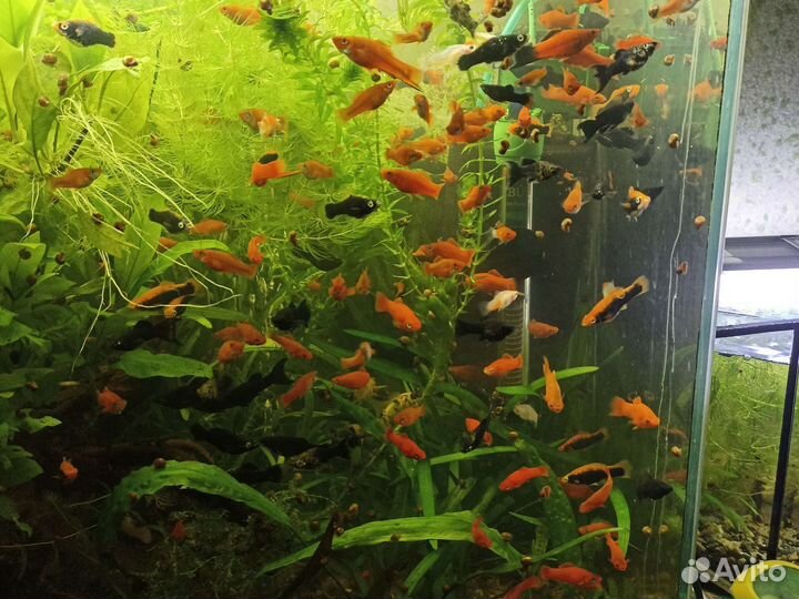 Меченосцы,Полинезия,гуппи