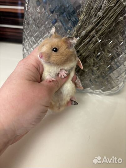 Сирийский хомяк - милые малыши