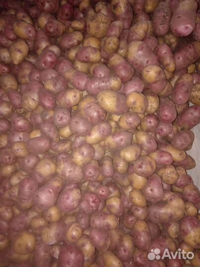 Продам картофель домашний