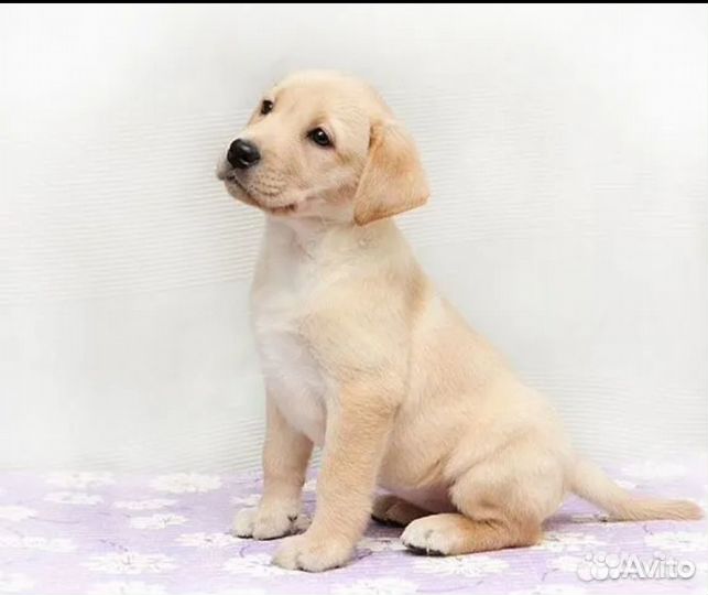 Щенки лабрадора
