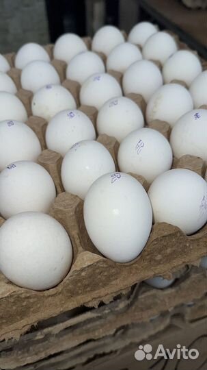 Яйцо куриное оптом