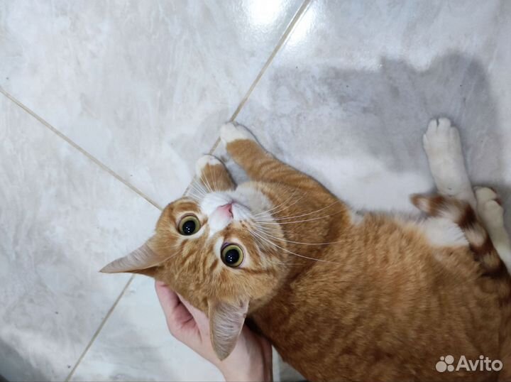 Котик