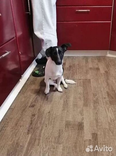 Джек рассел девочка