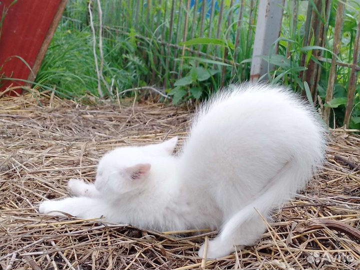 Котята