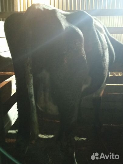 Голштинка чистая один отел