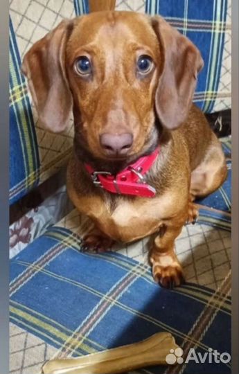 Вязка кобель такса