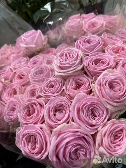 Стойкая высокая пионовидная роза 70 см