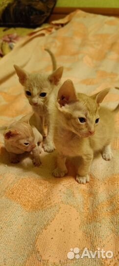 Продам котят
