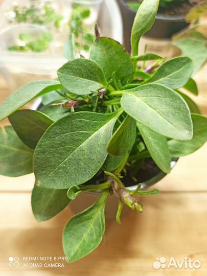 Петунья вегетативная тумбелина Присцилла