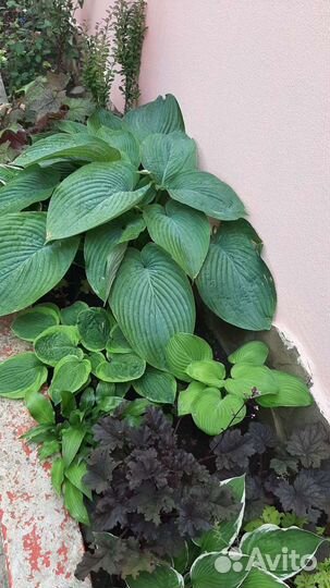 Хоста растение