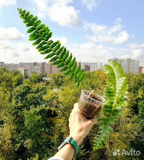 Папоротник комнатный молодые растения