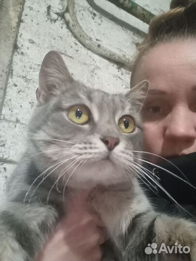 Котики ищут дом