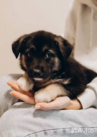 Щенки 2 месяца