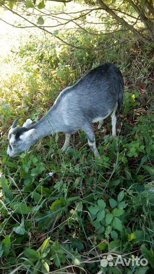 Альпийские козочки