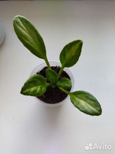 Хирита sweetdreams, Picolo и aiko