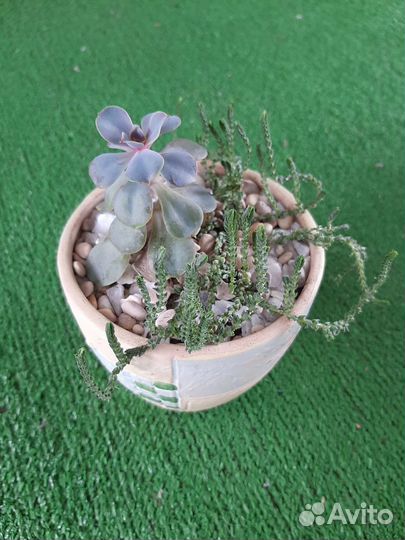 Композиция из сукулентов