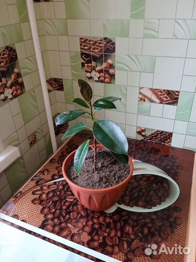 Комнатные растения цветы большие