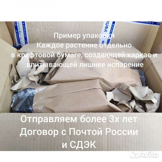 Княжик (клематис)