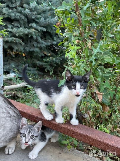 Кошка в дар бесплатно