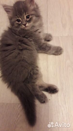 Сибирские котята