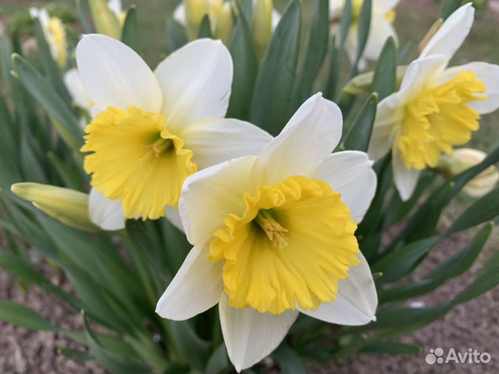 Нарциссы, примула,купальница, вербейник, фиалка