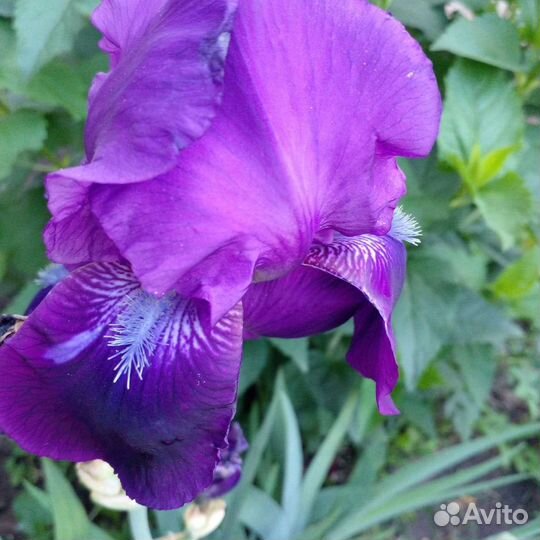 Ирисы бородатые