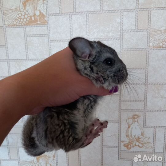 Продам шиншиллу