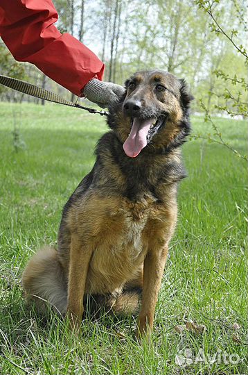 Конфетка - метис малинуа ищет хозяина