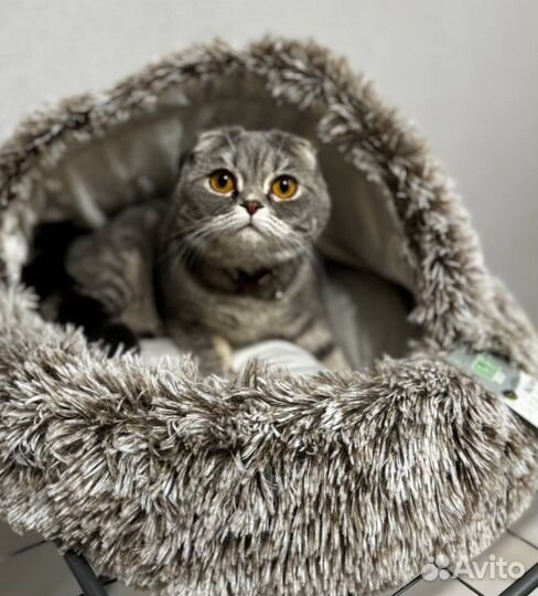 Вязка с шотландским котом