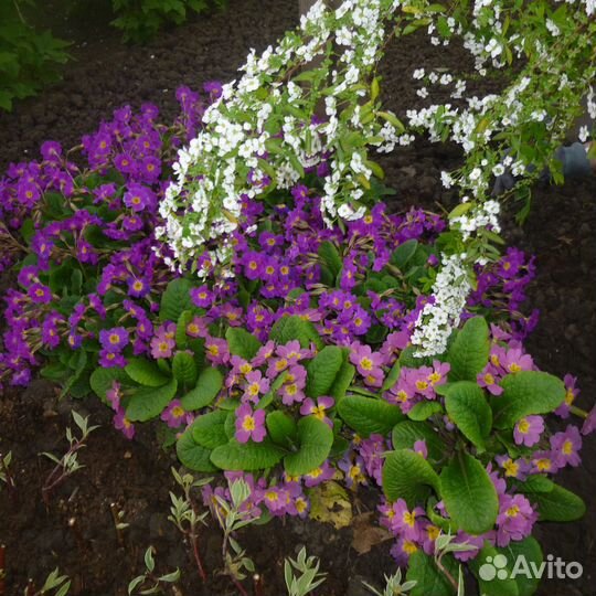 Многолетники: Лаванда Пионы Примула Дороникум