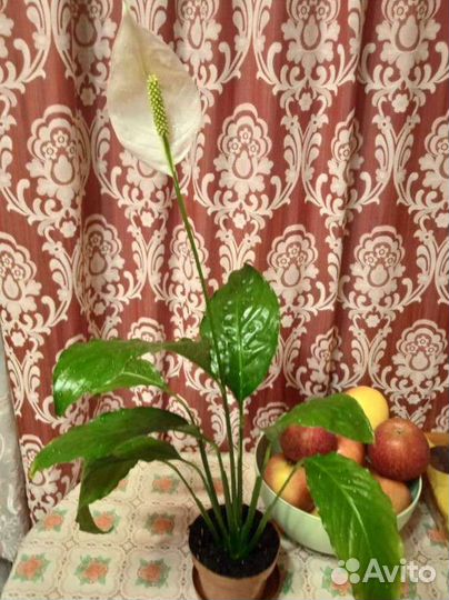 Спатифиллум