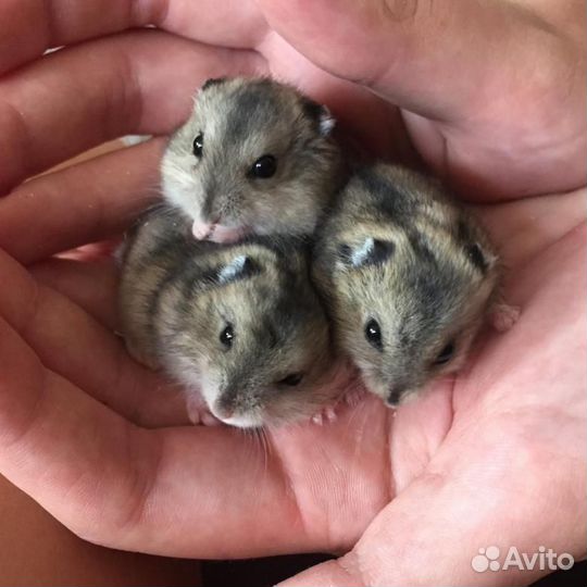 Продаются хомячки три девочки родились18 сентября