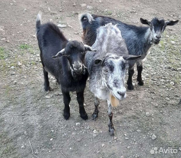 Коза дойная молочная