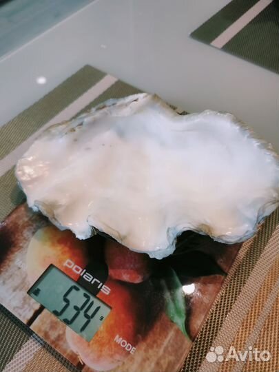 Морские ракушки раковины