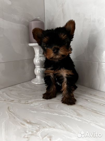 Йоркширский терьер девочка