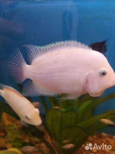 Цихлиды розовые фламинго 3 мес