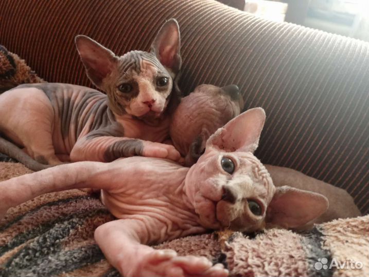 Канадский сфинкс котенок