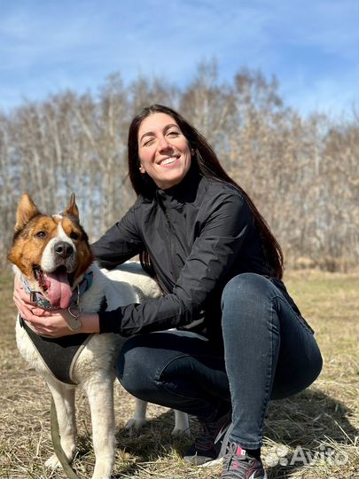 Собака из приюта