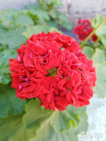 Комнатные цветы цветущие