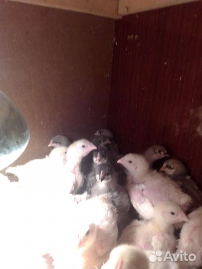 Цыплята,гусята