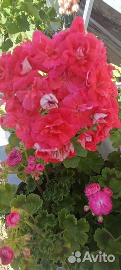 Пеларгонии сортовые